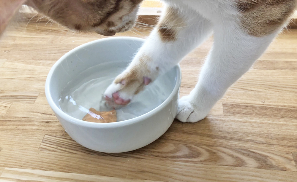 猫の尿路結石予防 軟水化セラミック ピュアクリスタル お皿にpon 試してみた口コミも ハナの知りたがり情報局